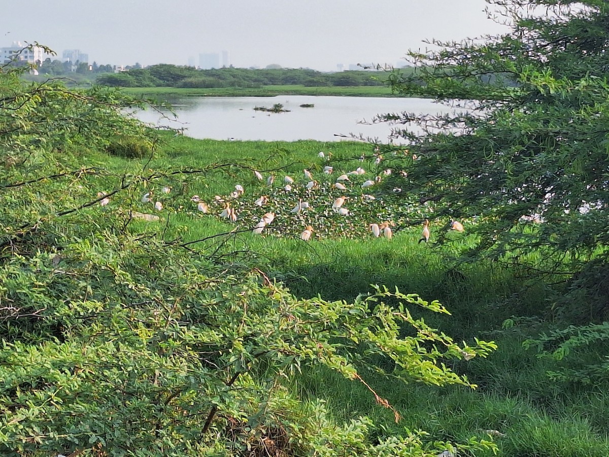 Eastern Cattle-Egret - ML635591644