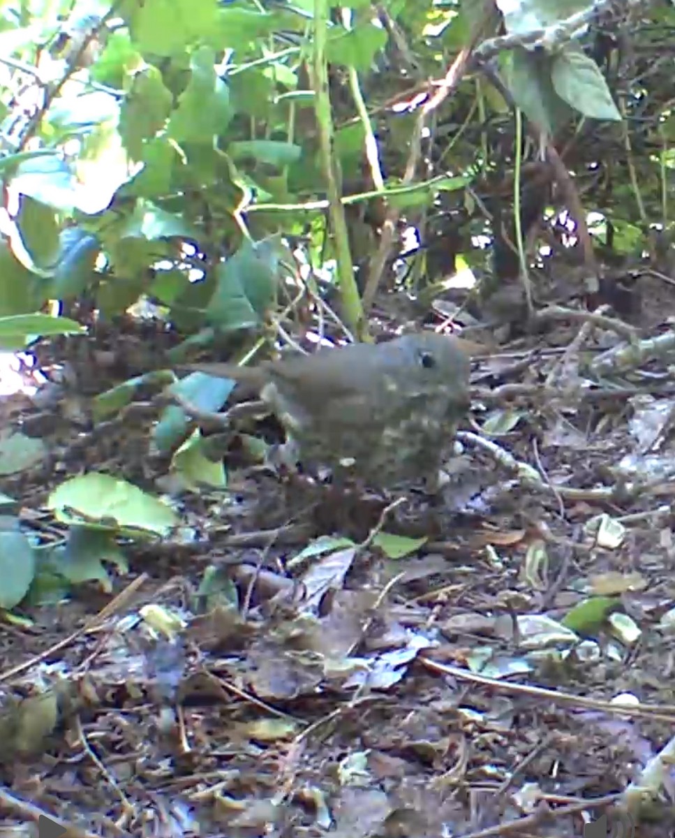 Fox Sparrow - ML635591871