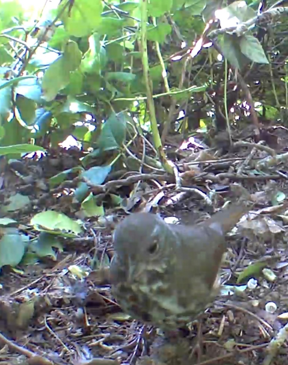 Fox Sparrow - ML635591872