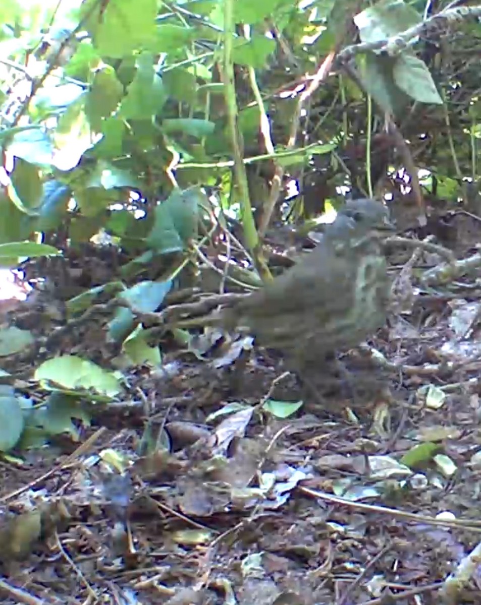 Fox Sparrow - ML635591873
