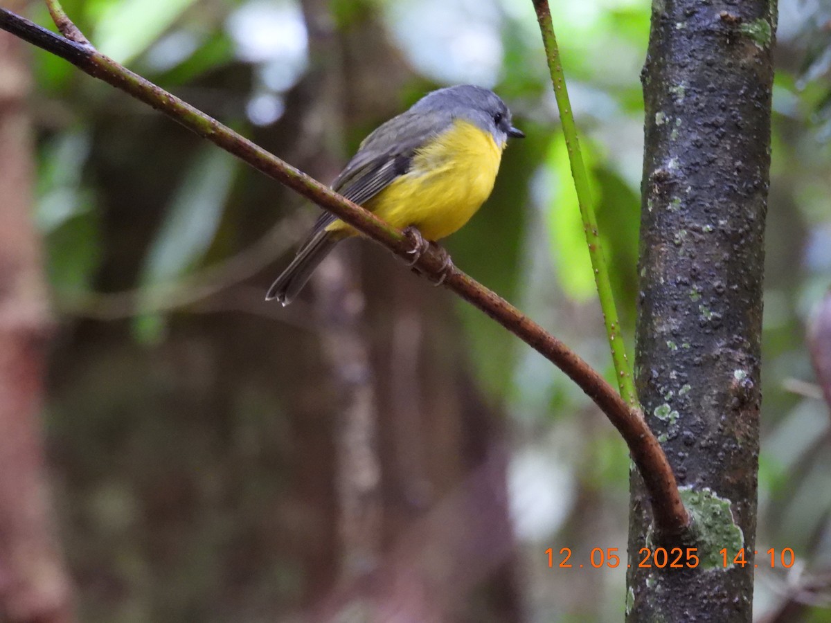 Eastern Yellow Robin - ML635591897