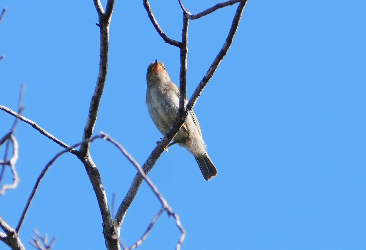 Mielero Escarlata - ML635591904