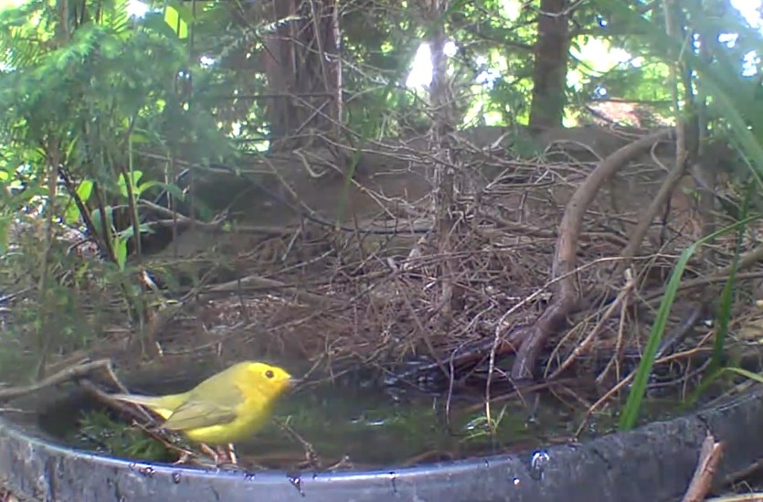 Wilson's Warbler - ML635591929