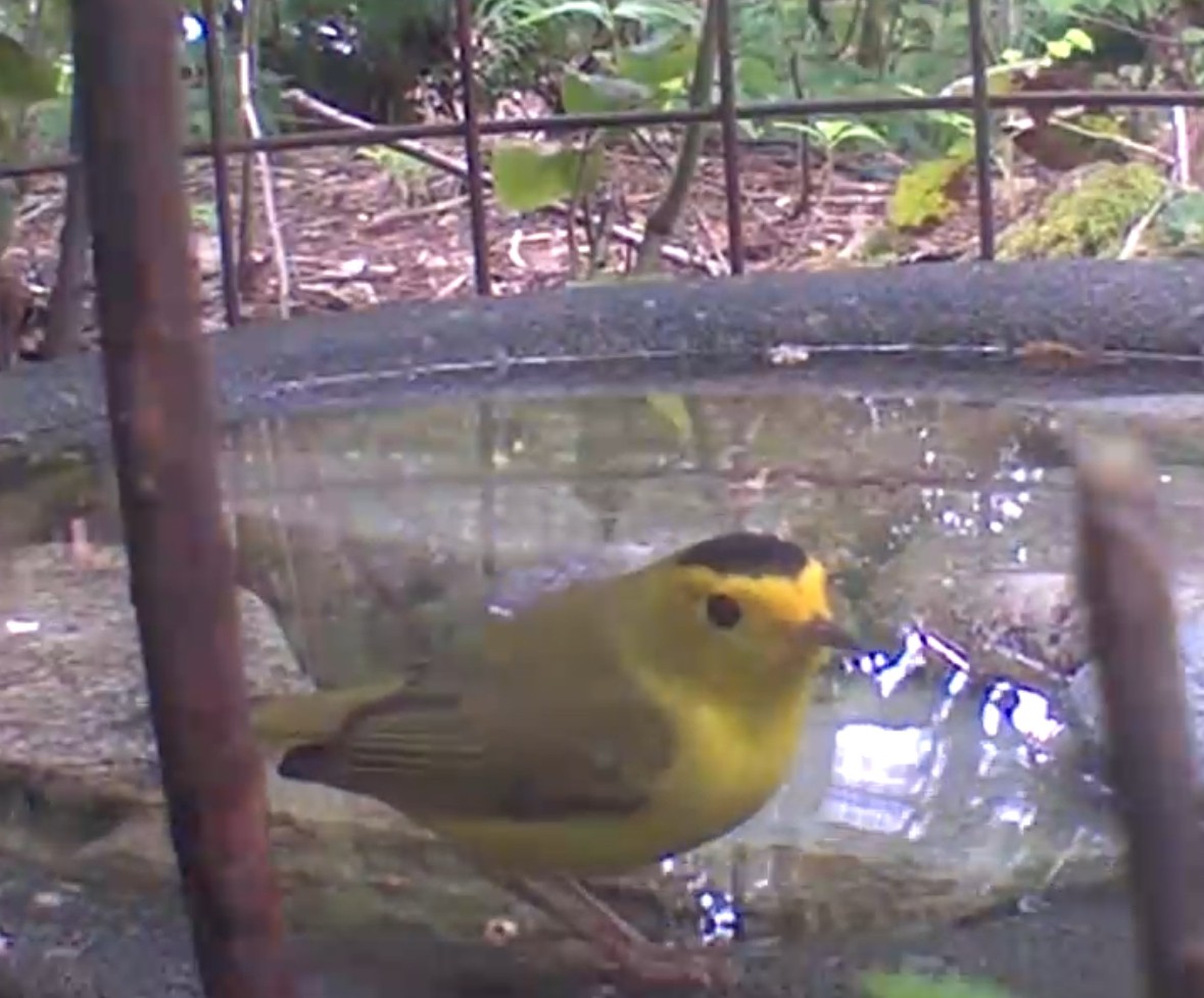 Wilson's Warbler - ML635591930