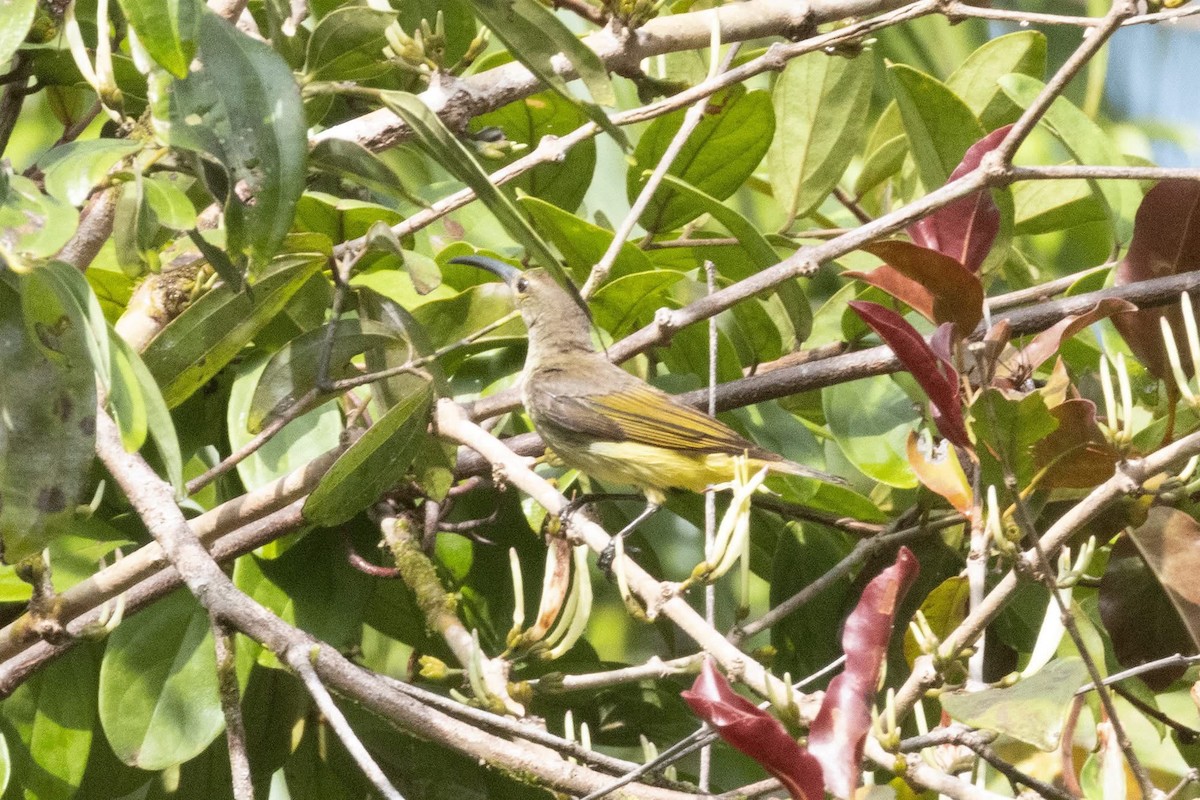 Thick-billed Spiderhunter - ML635591933
