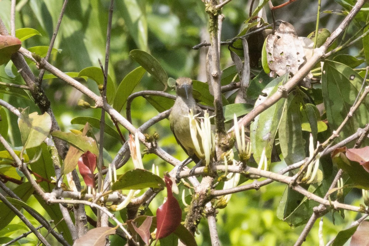 Thick-billed Spiderhunter - ML635591935