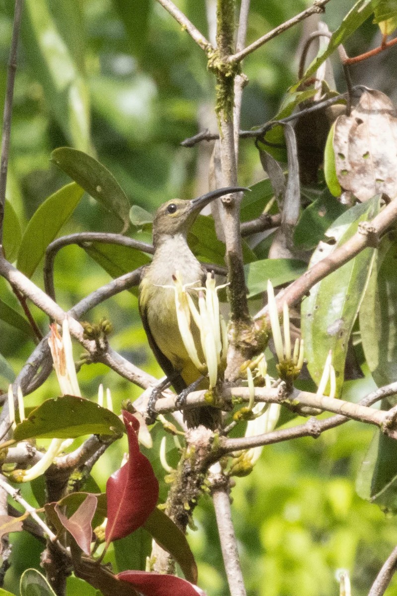 Thick-billed Spiderhunter - ML635591936