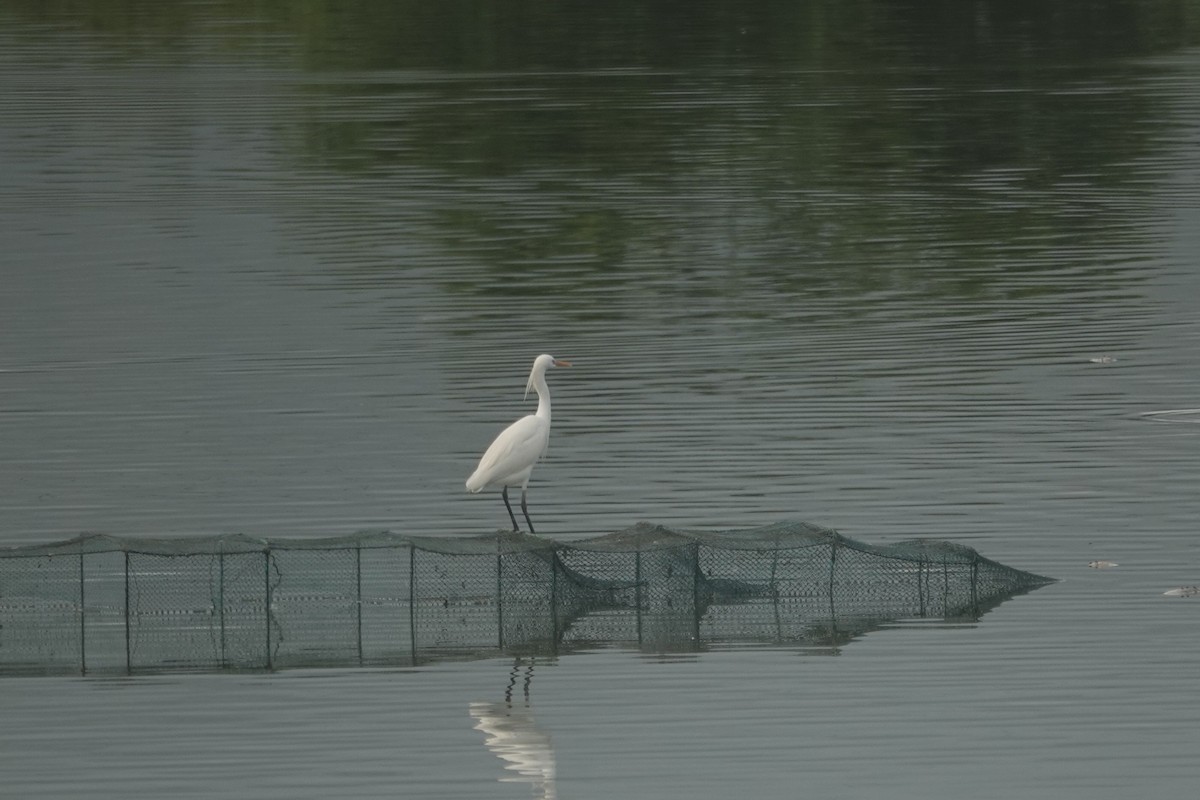 Chinese Egret - ML635591943