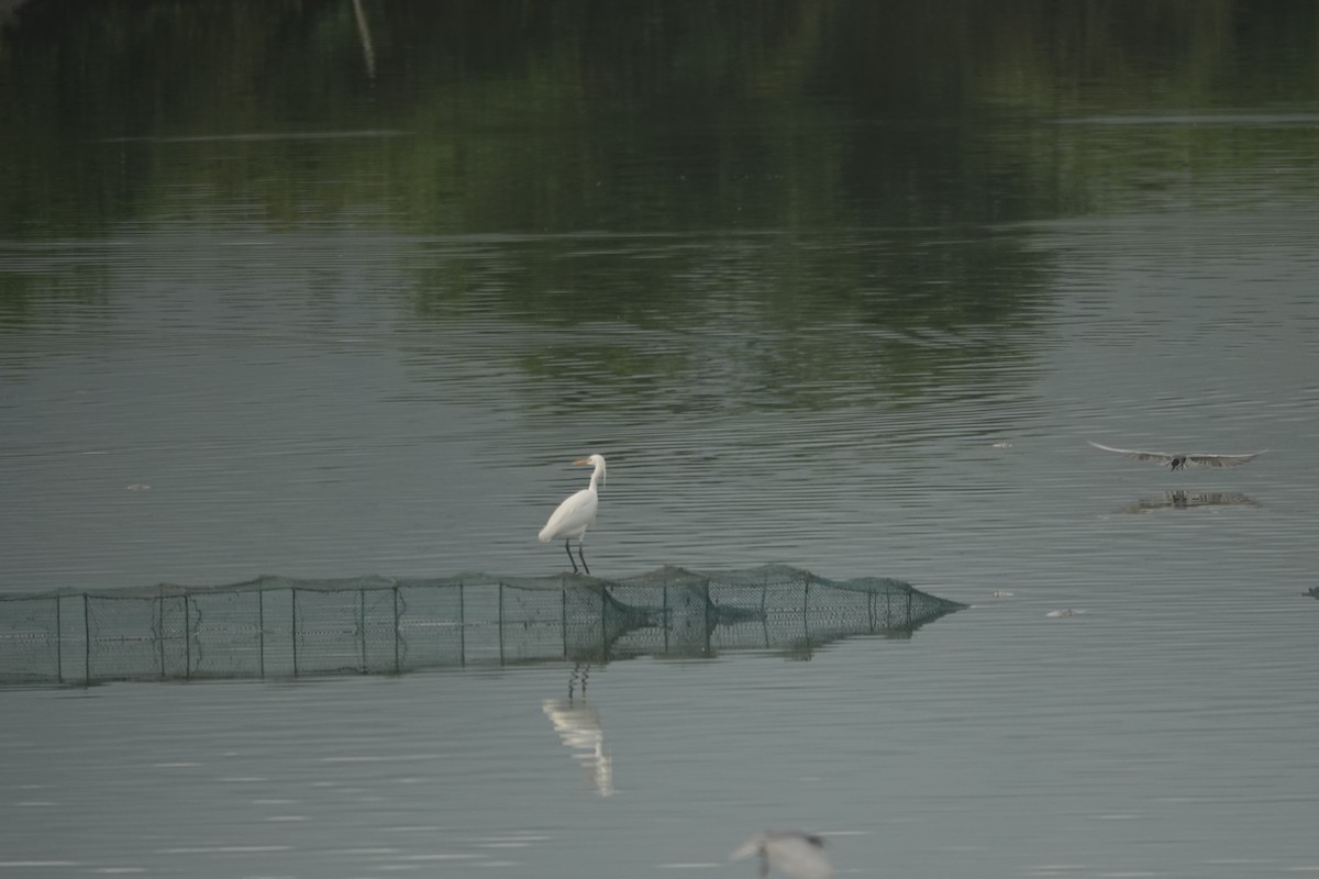 Chinese Egret - ML635591955