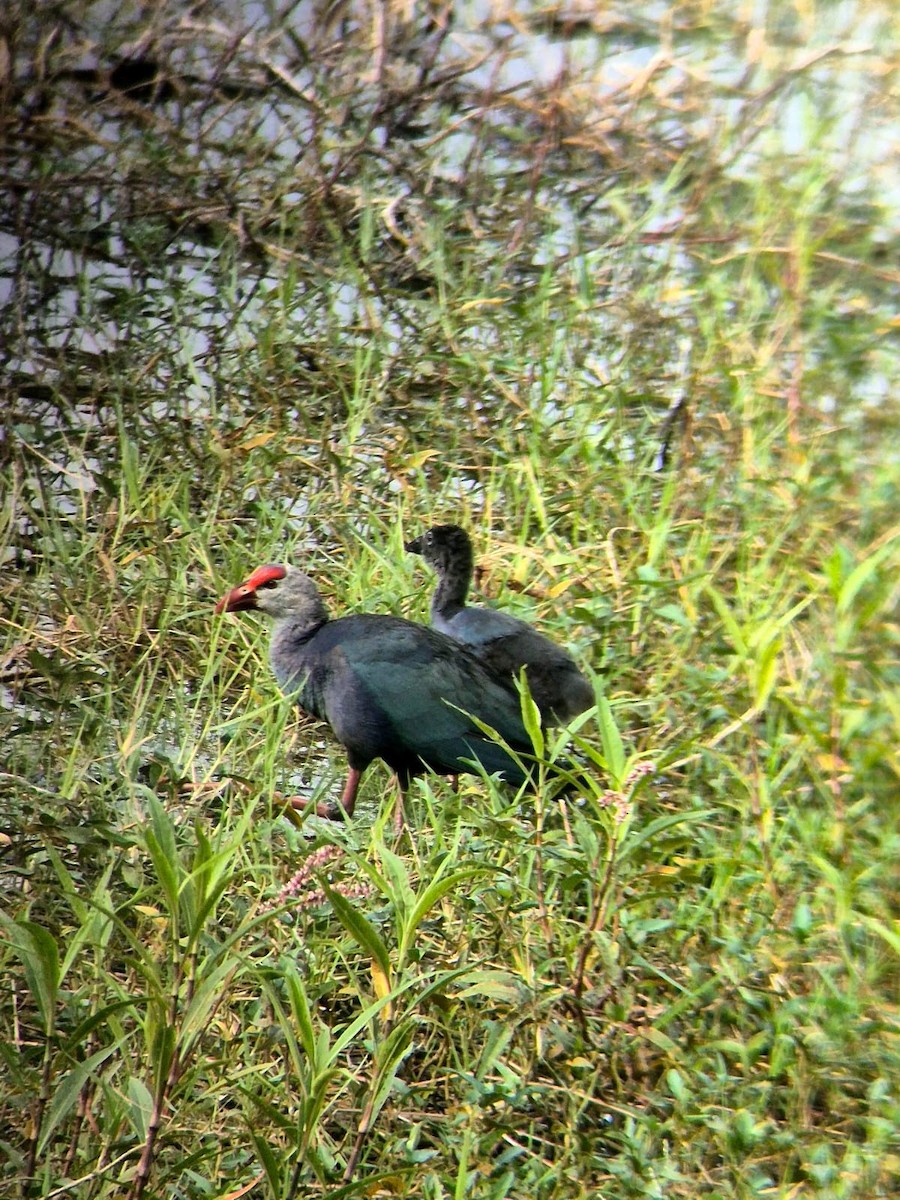 Gray-headed Swamphen - ML635591957