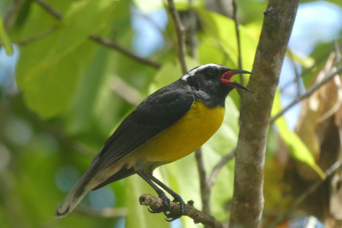 Bananaquit (Lesser Antillean) - ML635592020