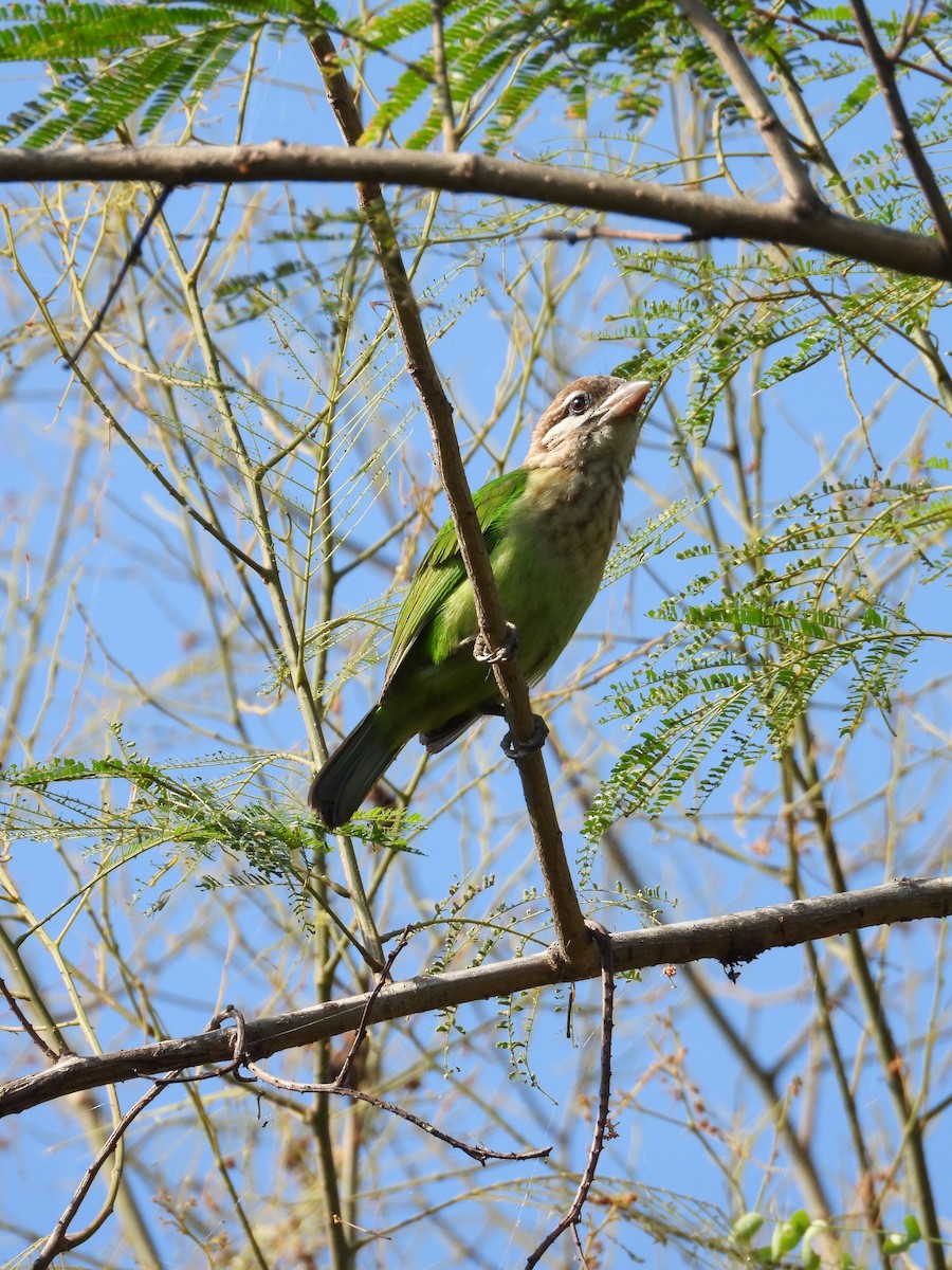 Grünbartvogel - ML635592029