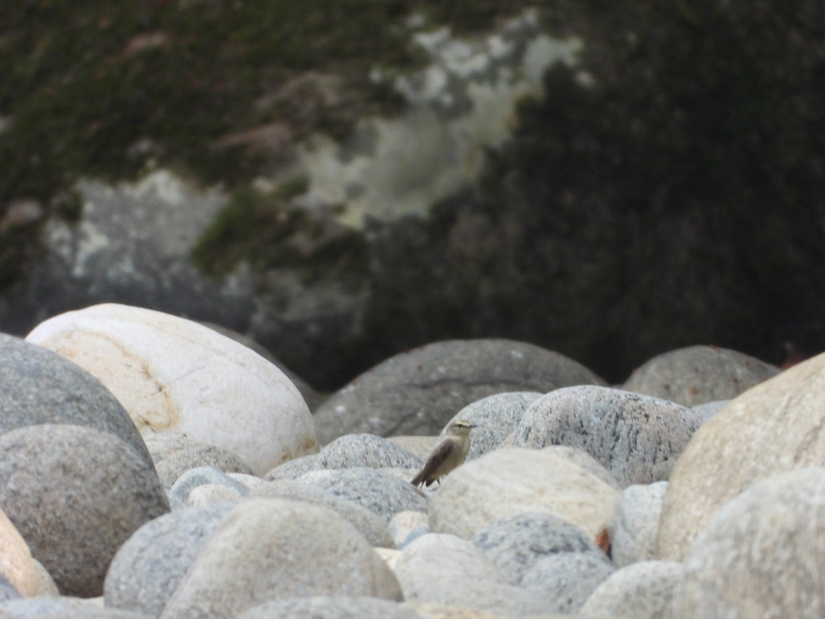 Drab Water Tyrant - ML635592039