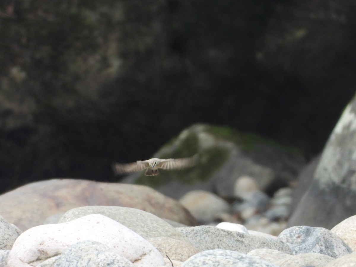 Drab Water Tyrant - ML635592040