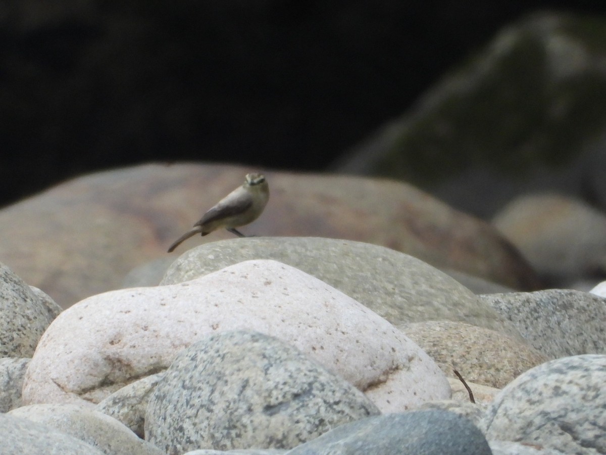 Drab Water Tyrant - ML635592041