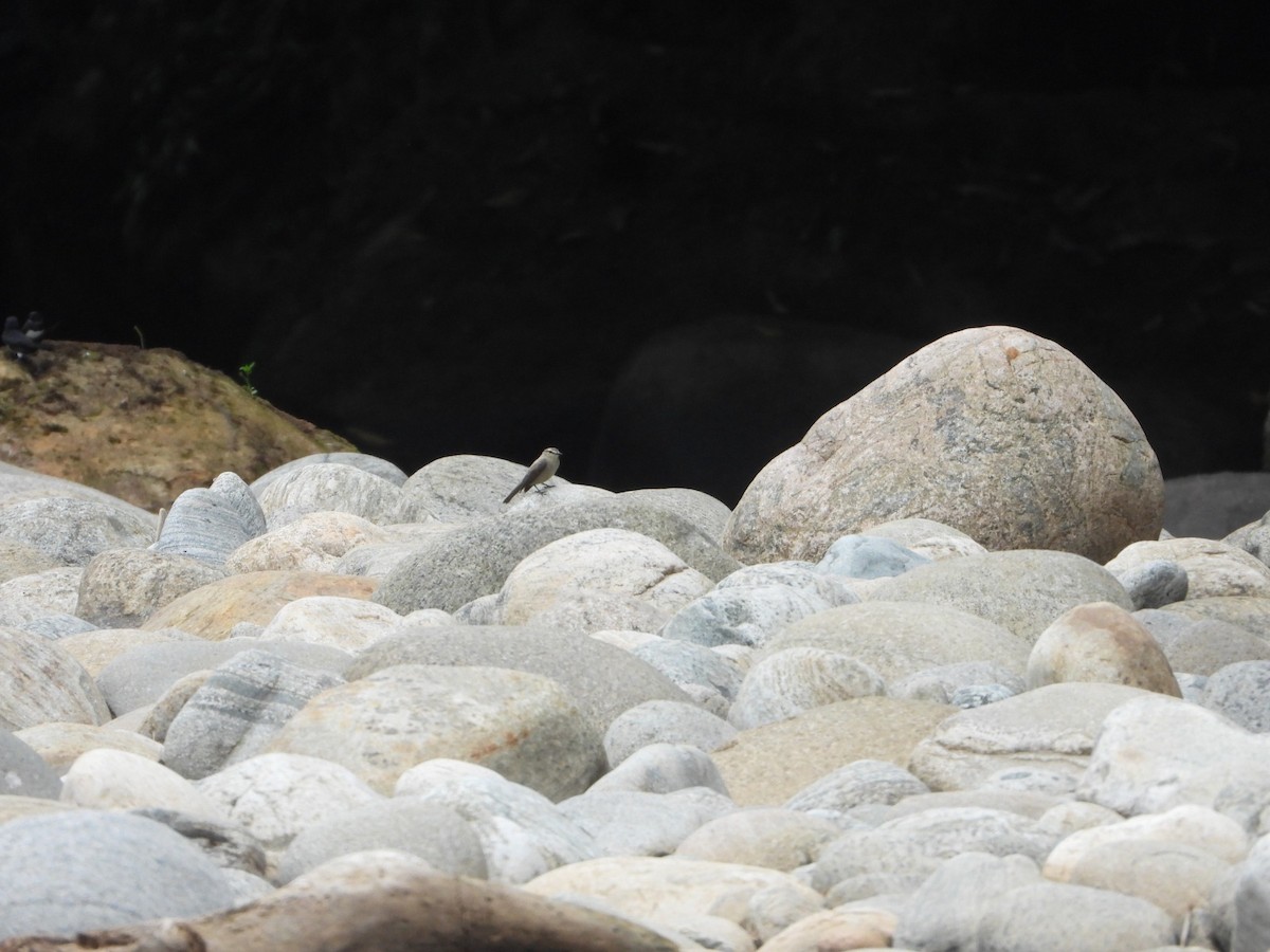 Drab Water Tyrant - ML635592043