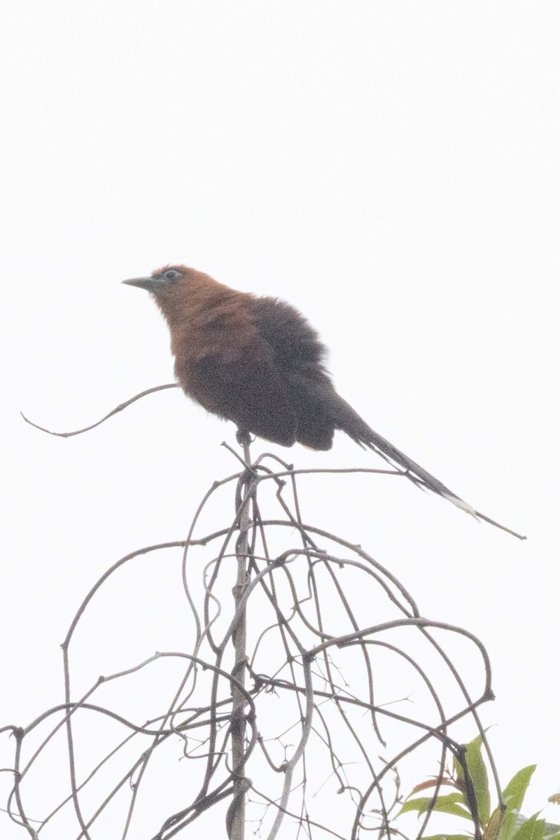 Raffles's Malkoha - ML635592077
