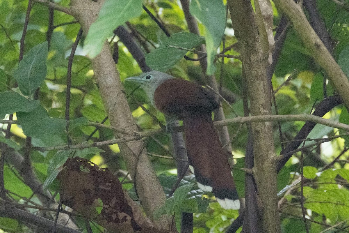 Raffles's Malkoha - ML635592078