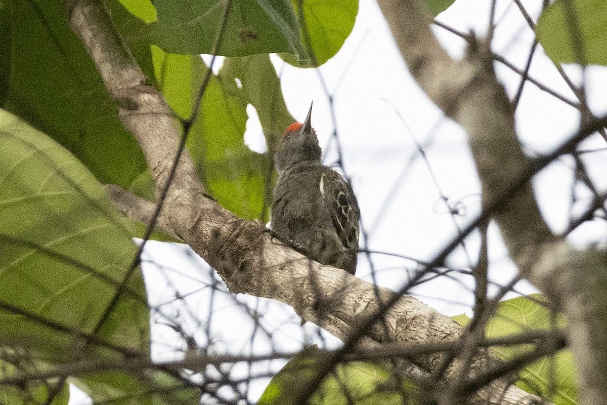 Gray-and-buff Woodpecker - ML635592085