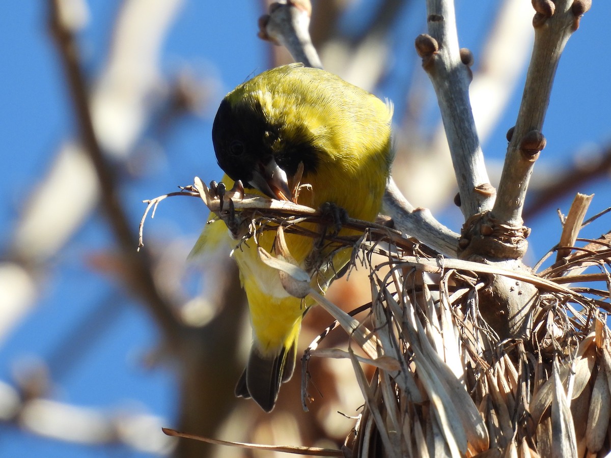 Hooded Siskin - ML635592086