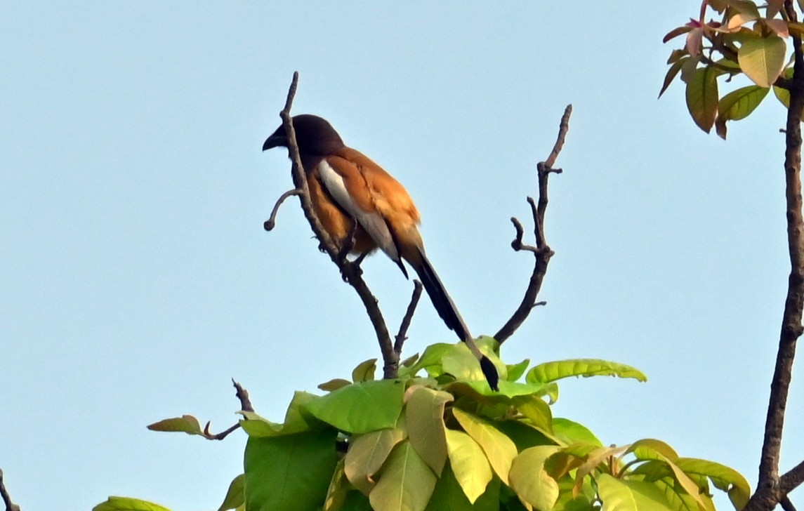 Rufous Treepie - ML635592109