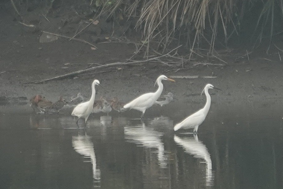 Chinese Egret - ML635592115