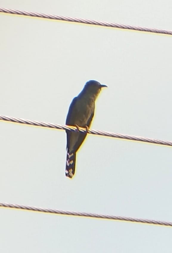 Gray-bellied Cuckoo - ML635592117