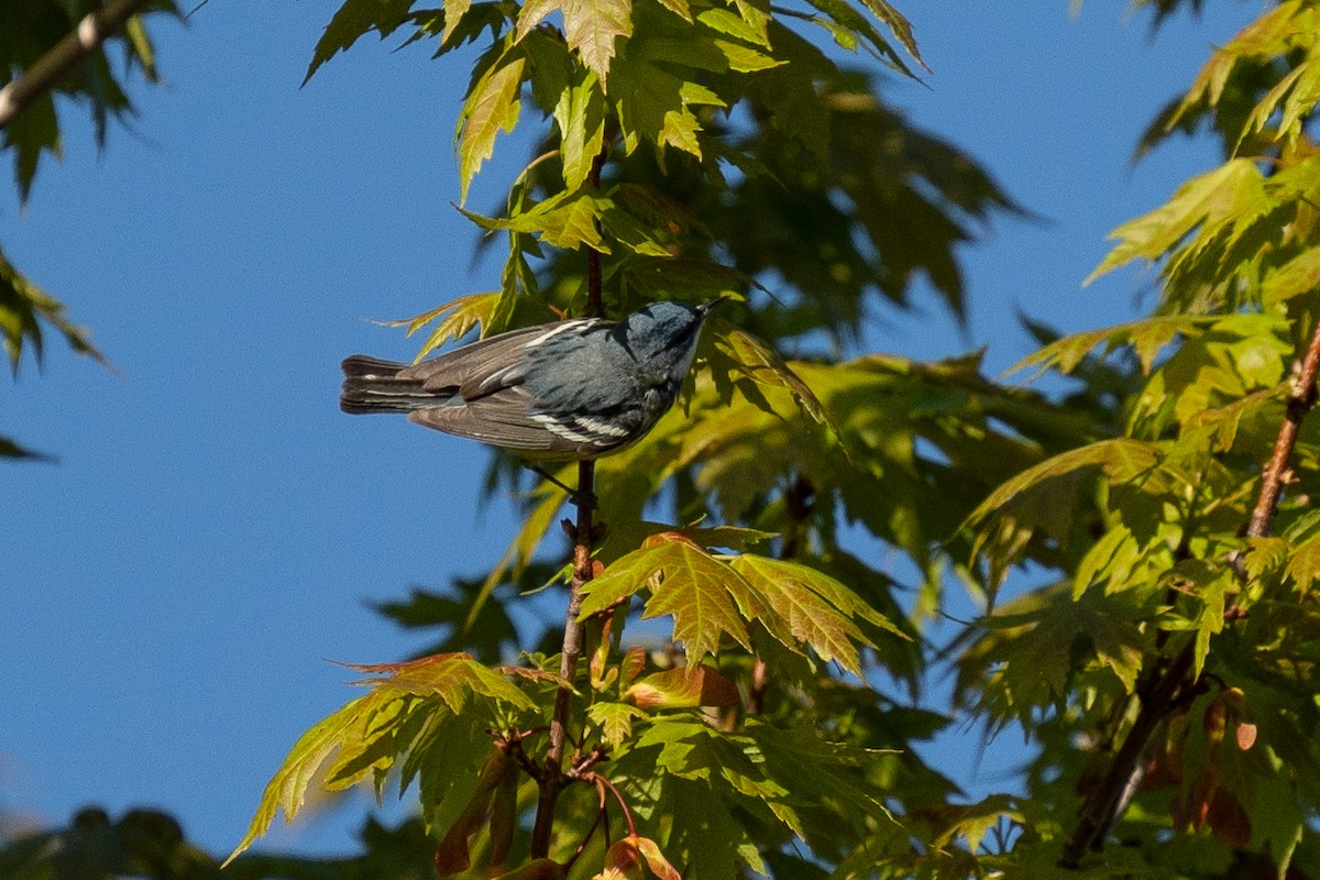 Cerulean Warbler - ML635592121