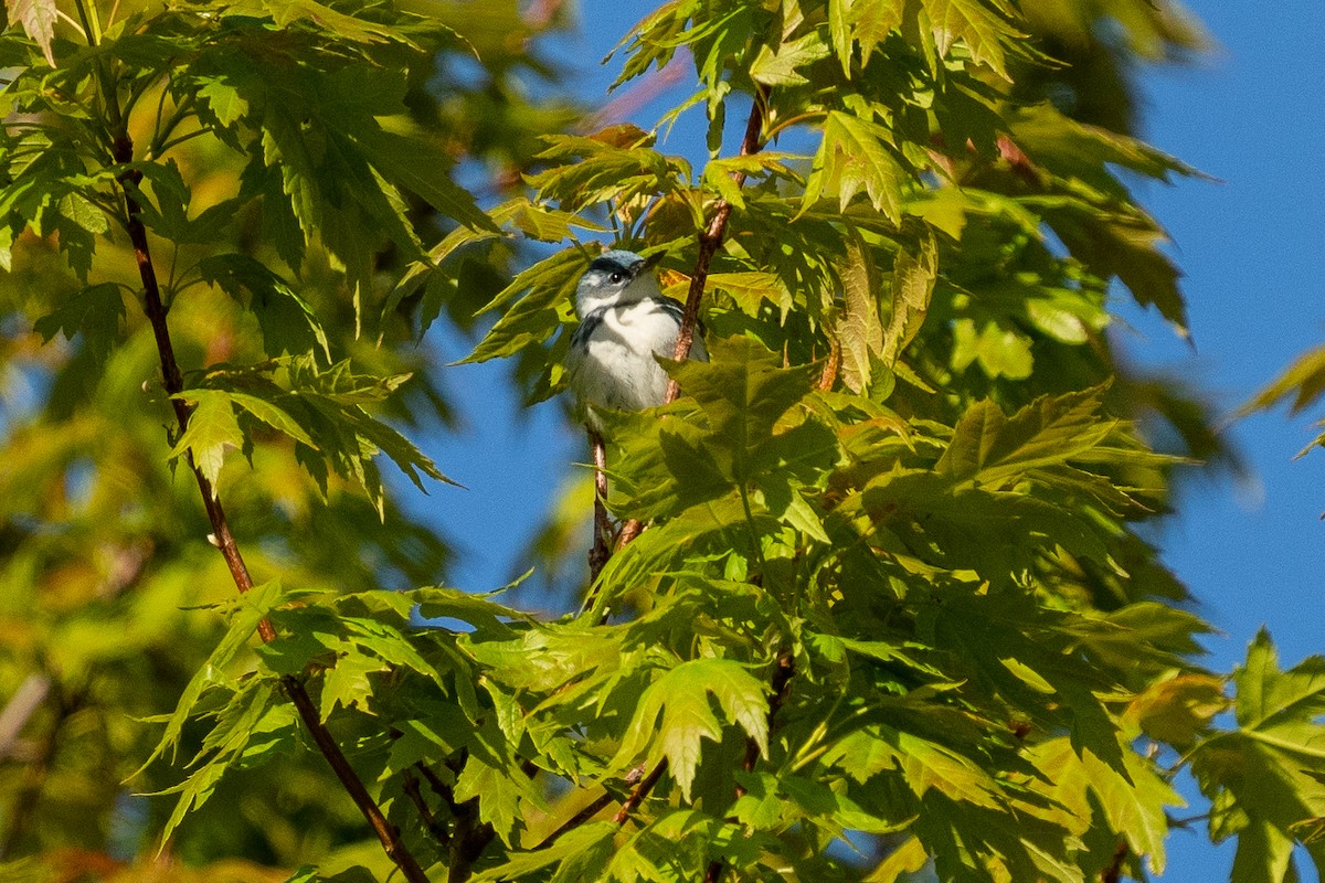 Cerulean Warbler - ML635592123