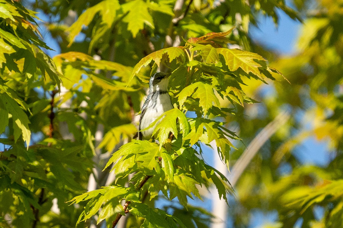 Cerulean Warbler - ML635592124