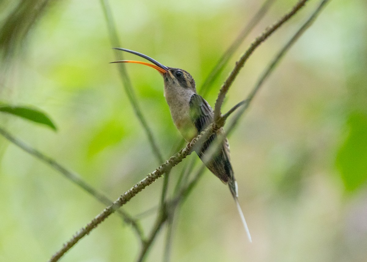 Long-tailed Hermit - ML635592149