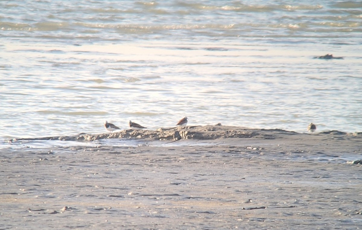 Voltapietre - ML635592157