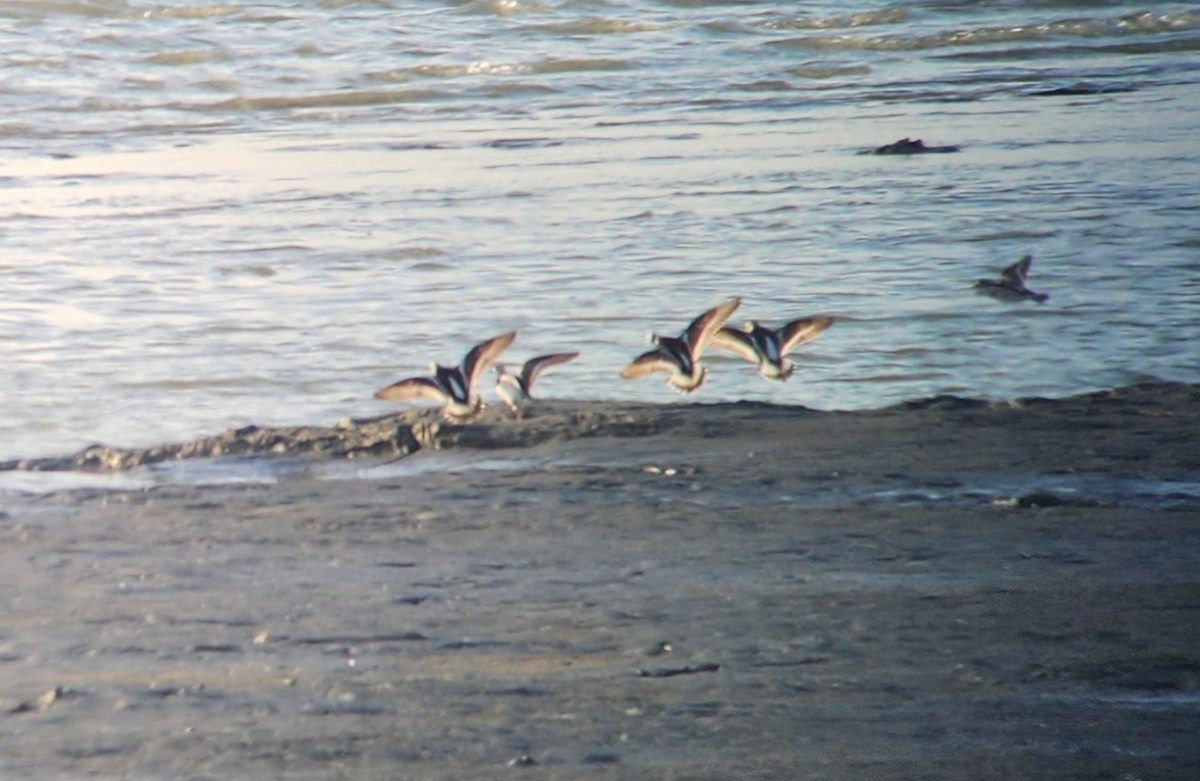 Voltapietre - ML635592158