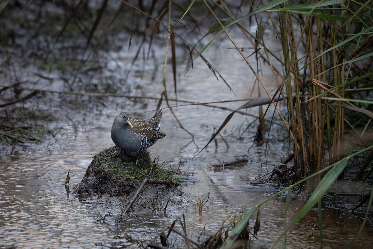 Australian Crake - ML635592241