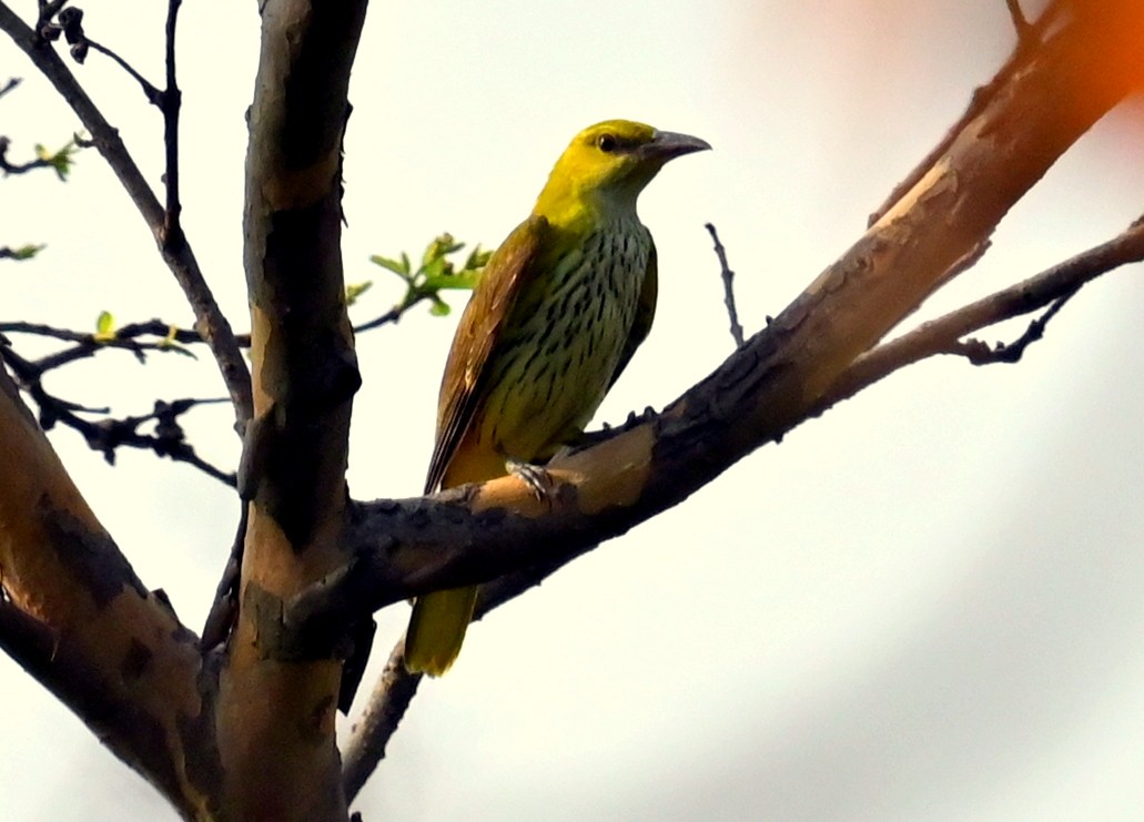 Indian Golden Oriole - ML635592248