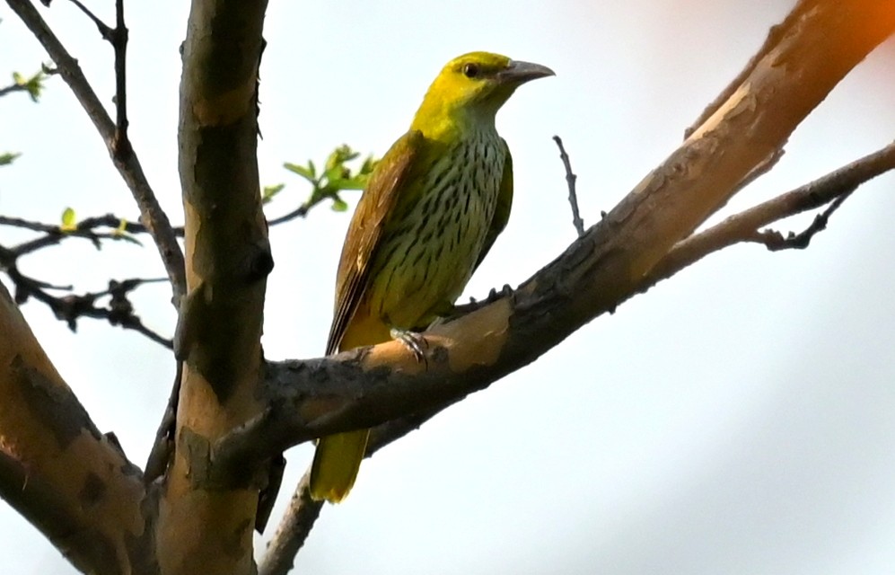 Indian Golden Oriole - ML635592249