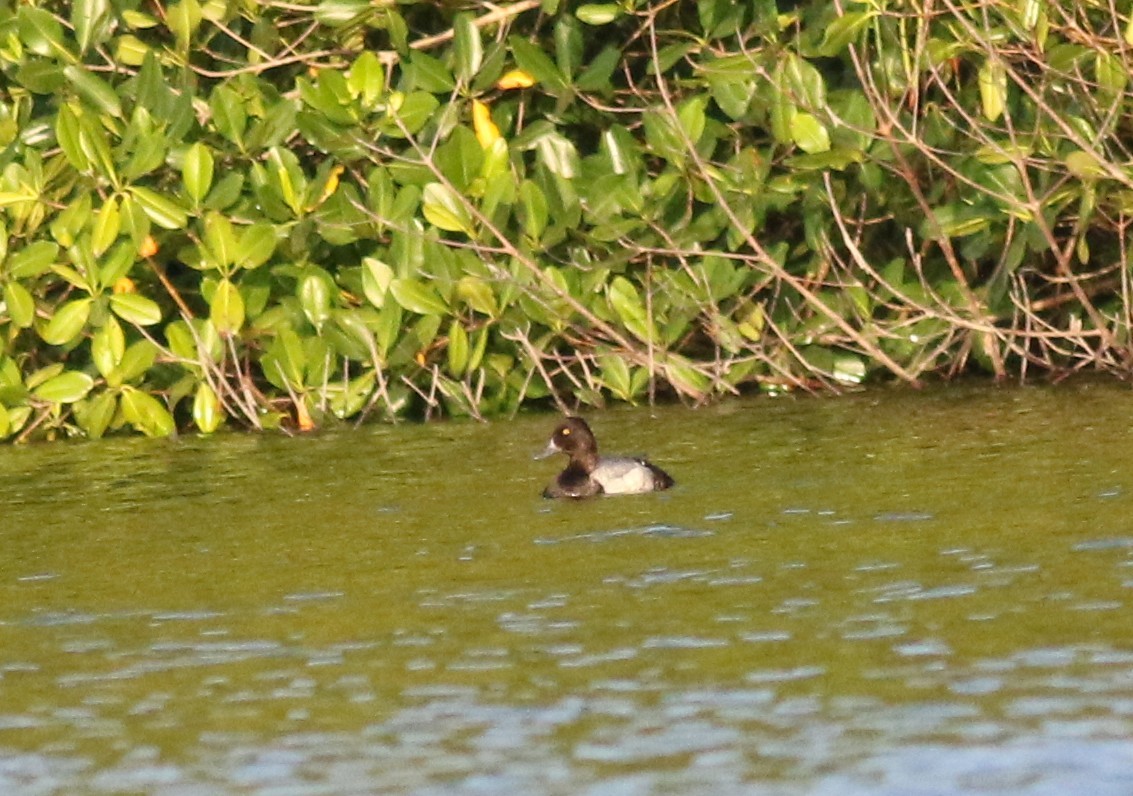 Lesser Scaup - ML635592255