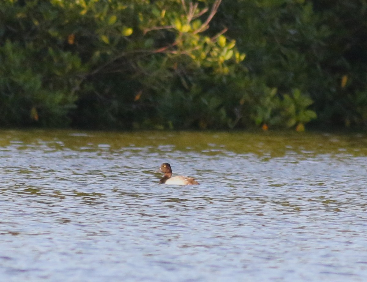 Lesser Scaup - ML635592266