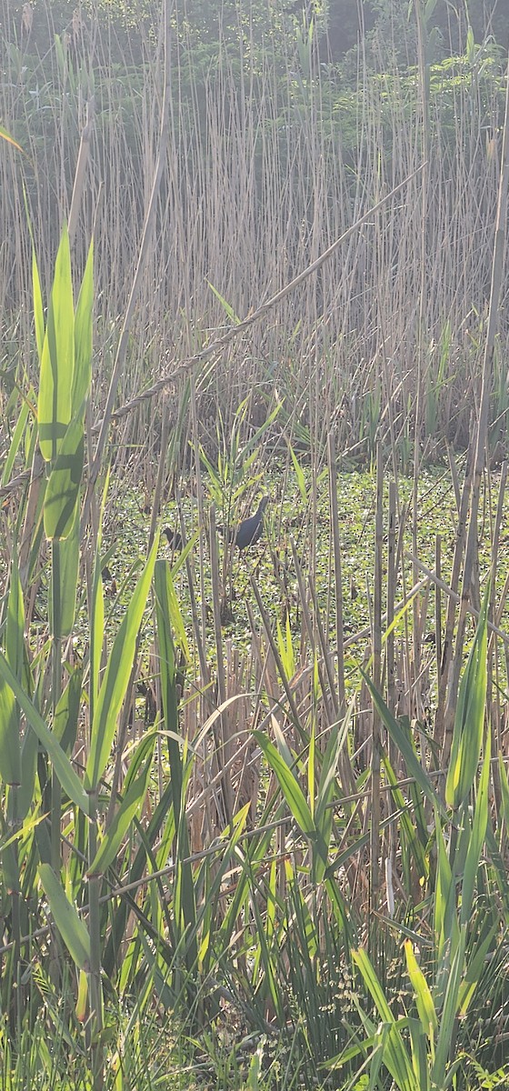 Gray-headed Swamphen - ML635592267