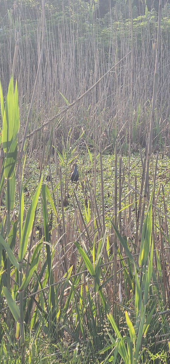 Gray-headed Swamphen - ML635592268