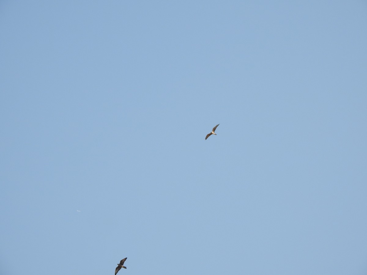 Laggar Falcon - ML635592276