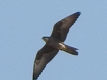 Laggar Falcon - ML635592281
