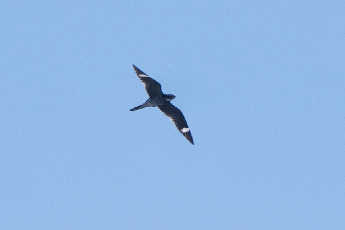 Common Nighthawk - ML635592285
