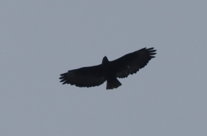 Augur Buzzard (Augur) - ML635592306