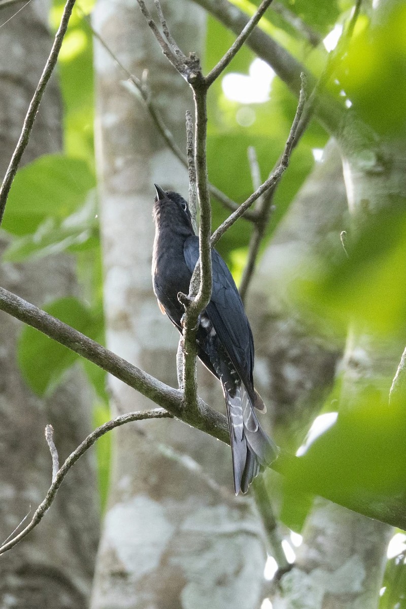 Square-tailed Drongo-Cuckoo - ML635592386