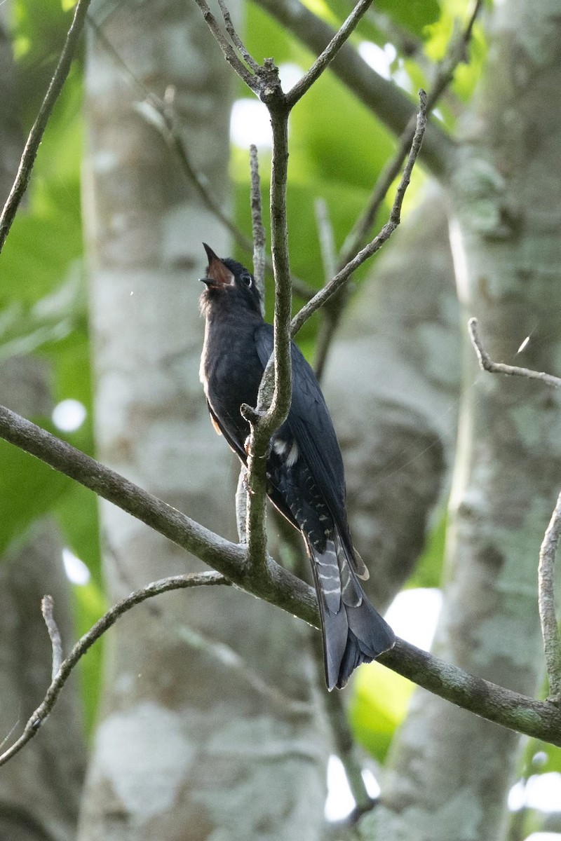 Square-tailed Drongo-Cuckoo - ML635592387