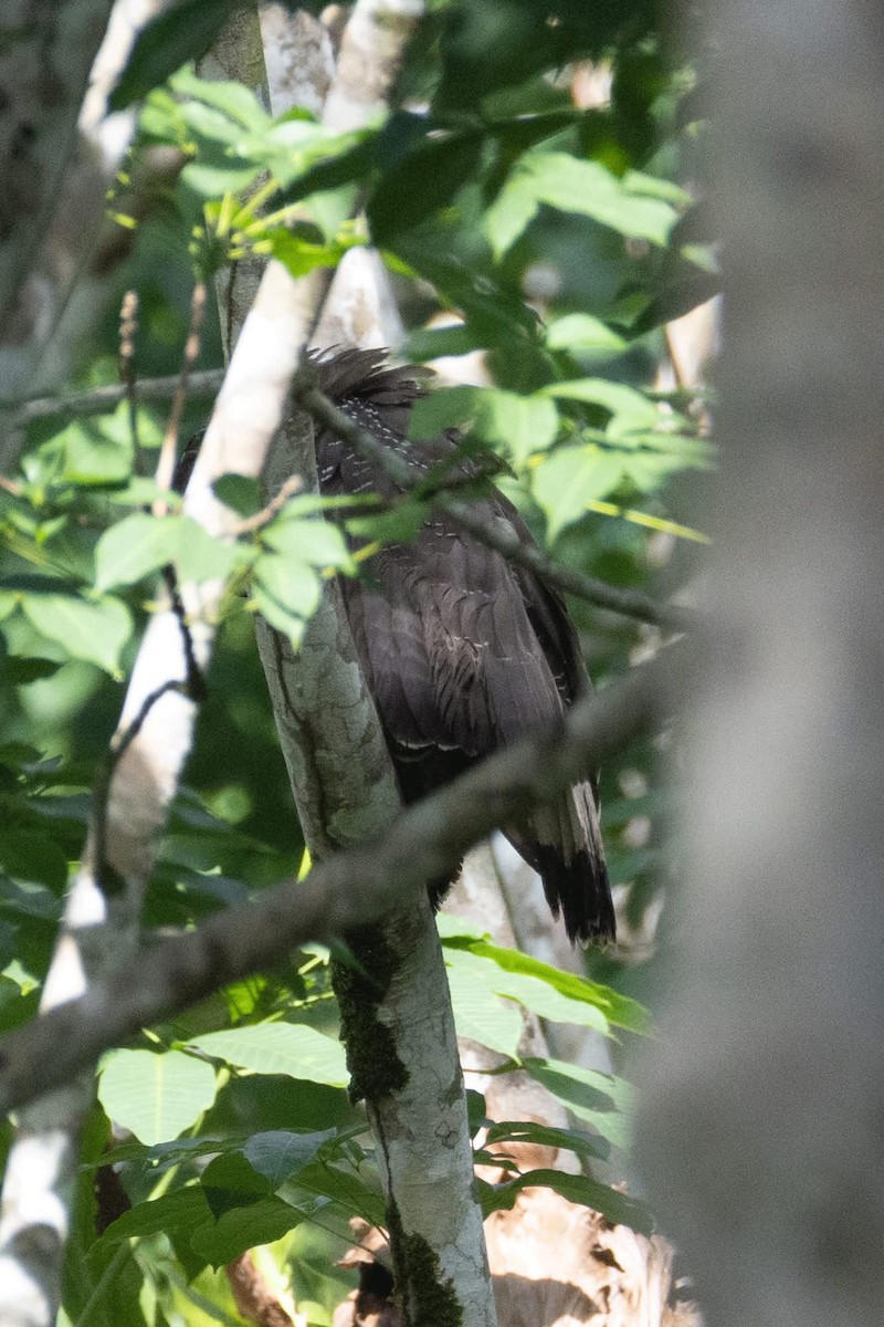 Crested Serpent-Eagle - ML635592393