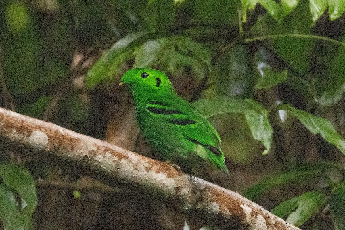 Green Broadbill - ML635592397