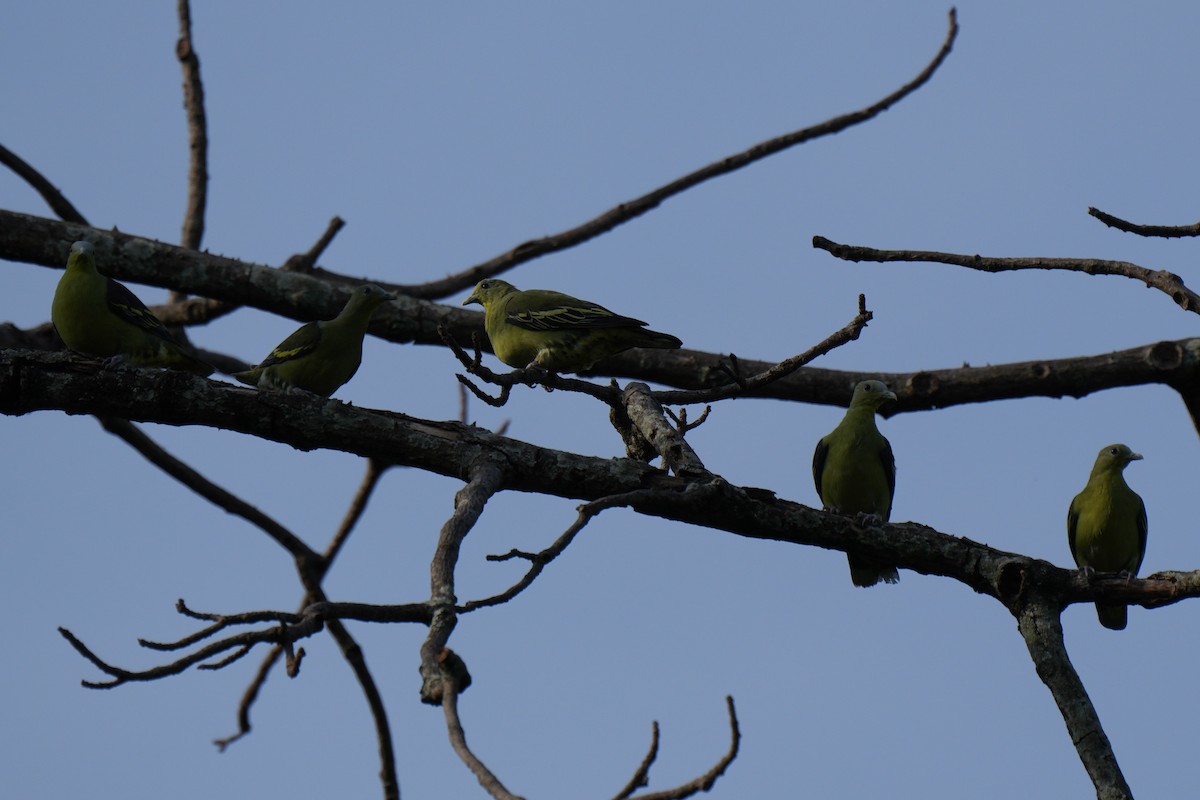 Gray-fronted Green-Pigeon - ML635592400