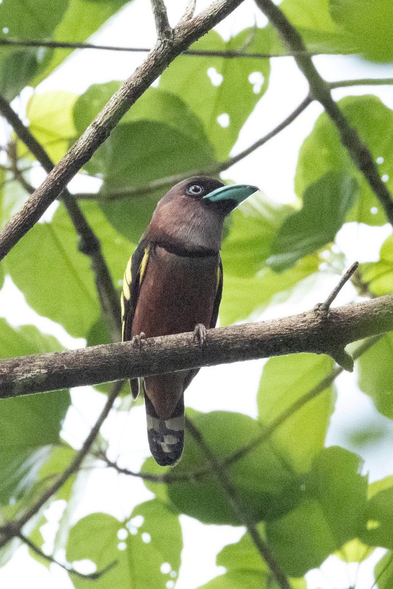 Banded Broadbill - ML635592402